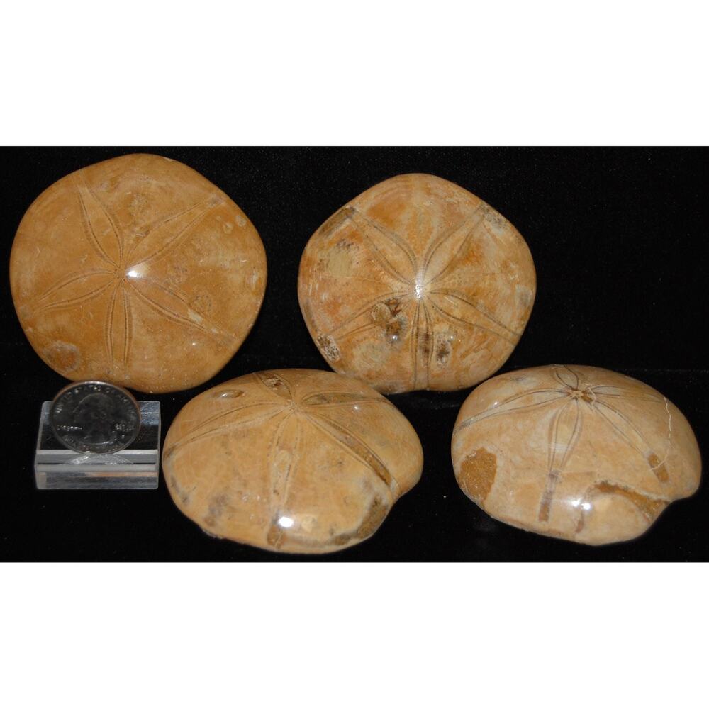 Sand Dollar Fossil | Fossilized Marine Creature, Beige Stone Rock